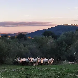 Olivae , Aracena España